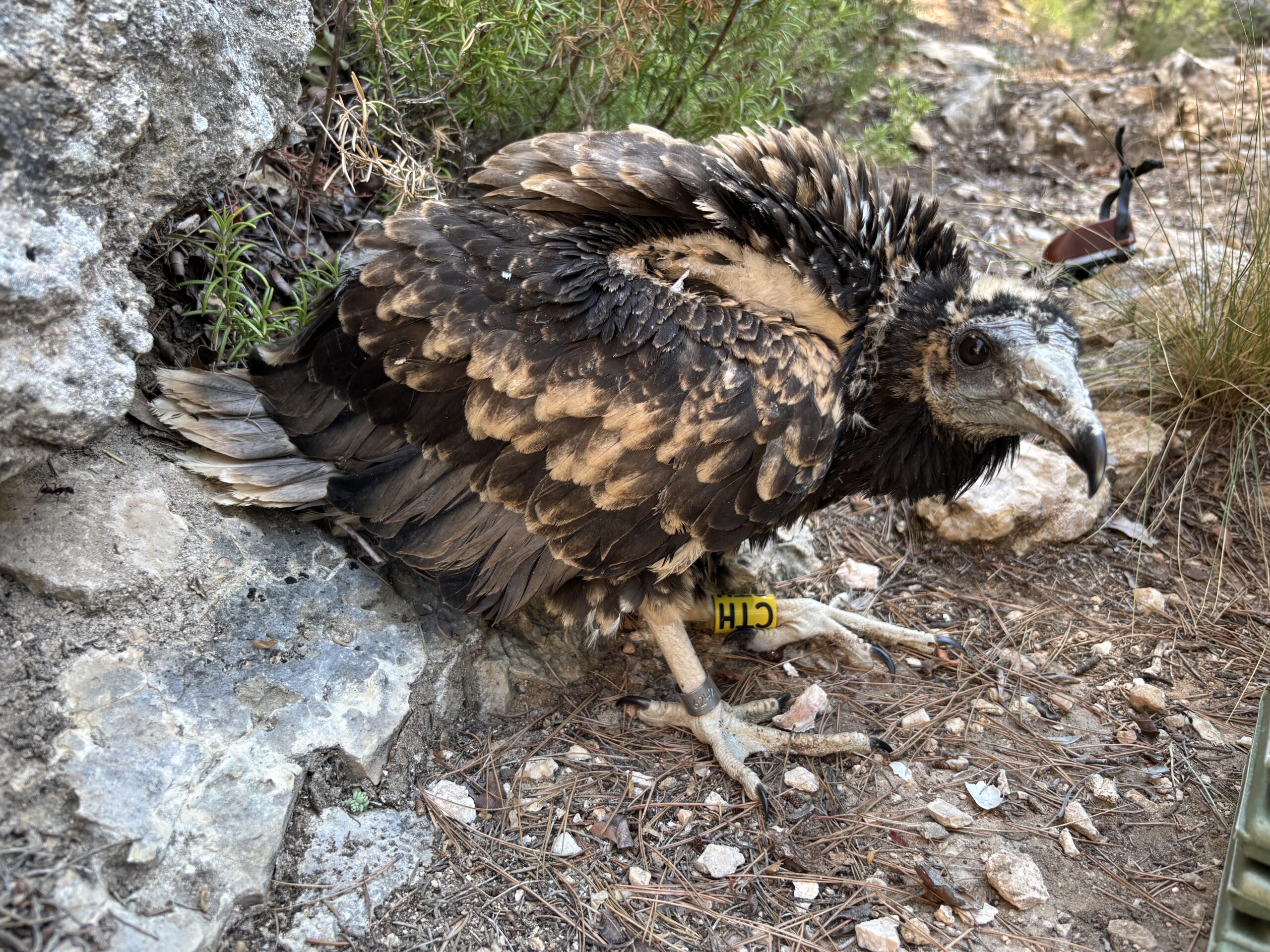 Identificación de amenazas y uso del espacio para el alimoche en España peninsular