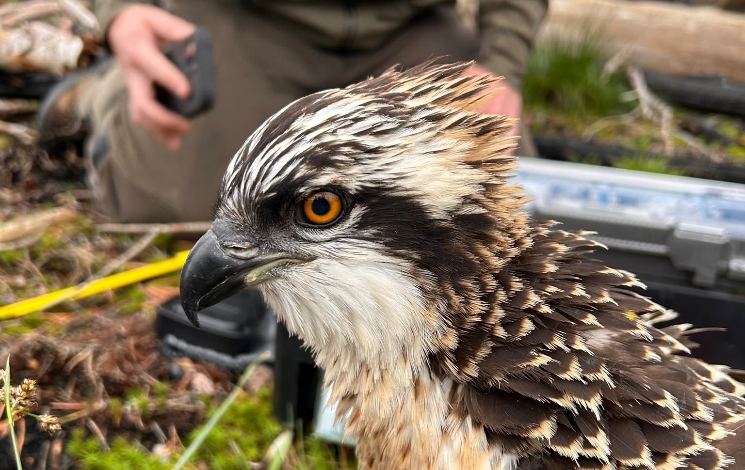 Desde Escocia hasta el Marjal de Pego-Oliva llegan doce nuevas crías de águila pescadora