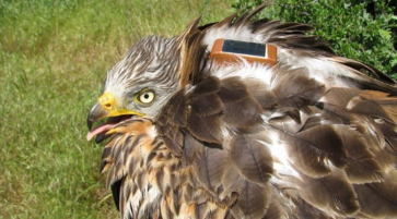 montagus-harrier-start-on-world-migratory-bird-day-fundacion-iberdrola-espana-16052019