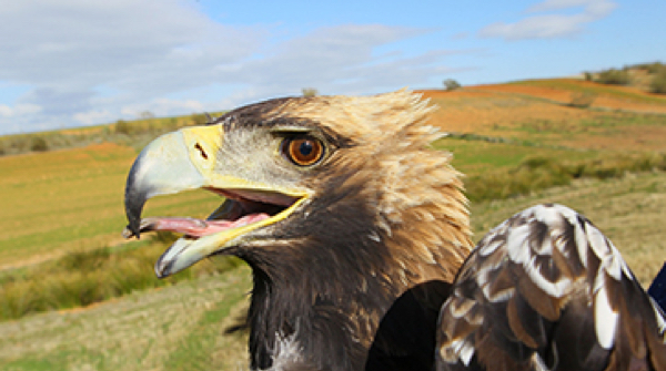 reintroduccion-aguila-imperial-fundacion-iberdrola-espana